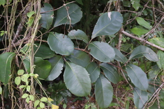 Tetrastigma nitens