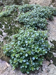 Peperomia catharinae