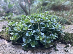 Peperomia catharinae