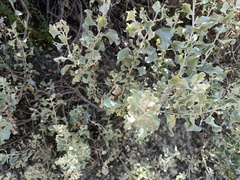 Atriplex rusbyi