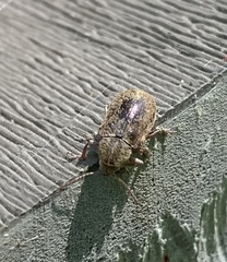 Demotina modesta