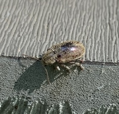 Demotina modesta
