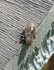 Demotina modesta