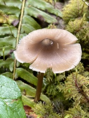 Entoloma subcapitatum