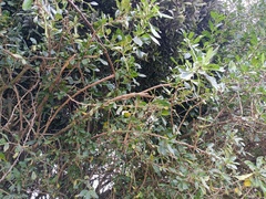 Dunalia brachyacantha