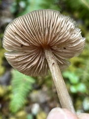 Entoloma subcapitatum
