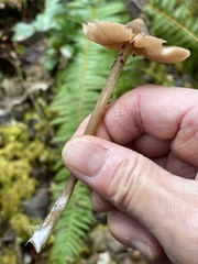 Entoloma subcapitatum