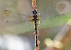 Macrothemis celeno