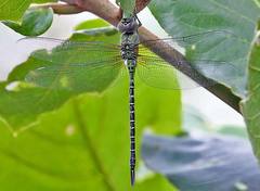 Coryphaeschna viriditas