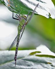 Coryphaeschna viriditas