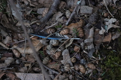Cyanocitta cristata image