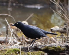 Euphagus