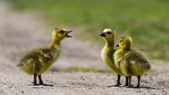 Branta canadensis