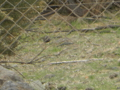 Rhopospina fruticeti