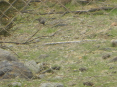 Rhopospina fruticeti