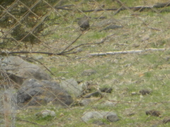 Rhopospina fruticeti