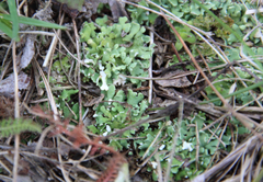 Cladonia robbinsii