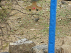 Rhopospina fruticeti