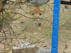 Rhopospina fruticeti