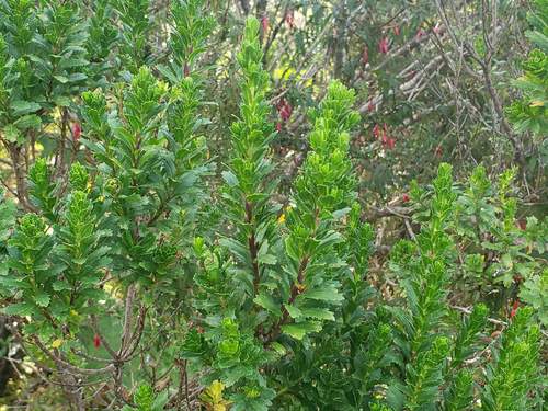 Image of Baccharis patagonica by (c) Cesar Ormazabal, some rights reserved (CC BY)