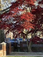 Acer