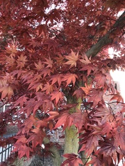 Acer