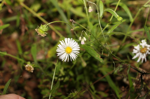 Image of Calotis dentex by (c) Greg Tasney, some rights reserved (CC BY-SA)