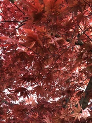 Acer