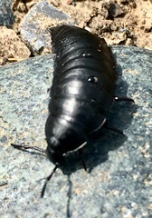 Ablattaria laevigata