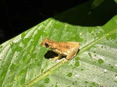 Dendropsophus parviceps