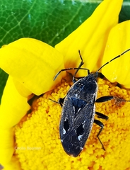 Graptopeltus lynceus