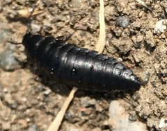 Ablattaria laevigata