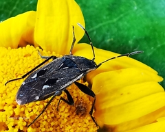 Graptopeltus lynceus