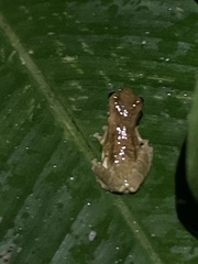 Dendropsophus parviceps
