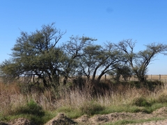Geoffroea decorticans