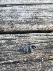 Zeacumantus lutulentus