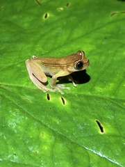 Dendropsophus bifurcus