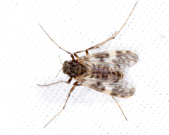 Psectrotanypus dyari