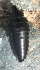 Ablattaria laevigata