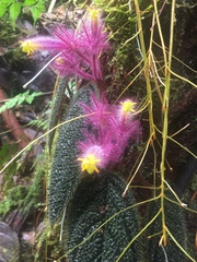 Columnea minor