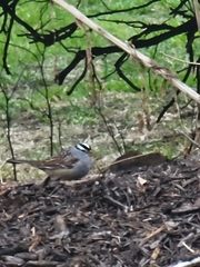 Zonotrichia leucophrys