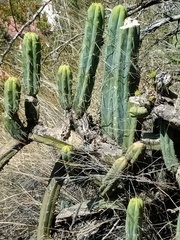 Trichocereus bridgesii