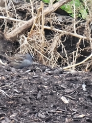 Zonotrichia leucophrys