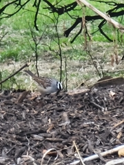 Zonotrichia leucophrys