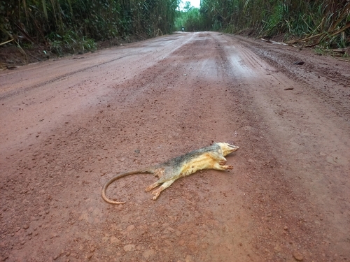 Common Four-eyed Opossum
