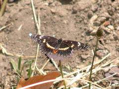 Chlosyne lacinia crocale