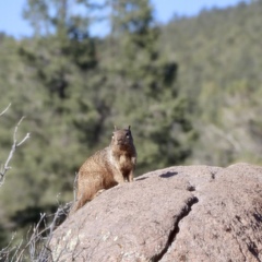 Otospermophilus variegatus utah