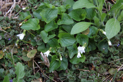 Viola communis