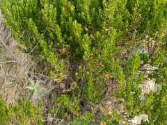 Baccharis tola