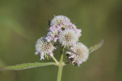 Hyptis lappacea